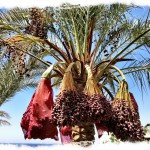 Hummus – kikhernettä Lähi-Idän makuun